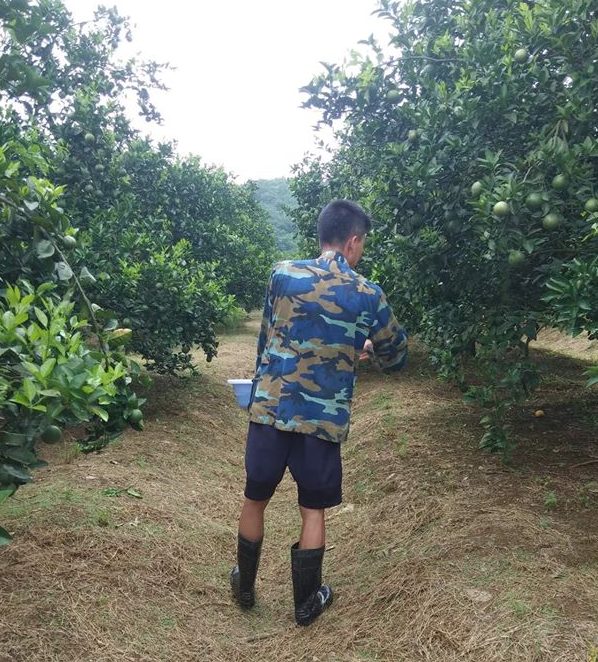 bón phân lót cho cây